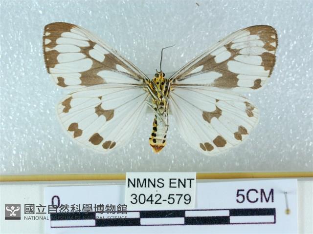 粉蝶燈蛾藏品圖，第2張