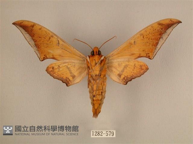 臺灣鷹翅天蛾藏品圖，第2張