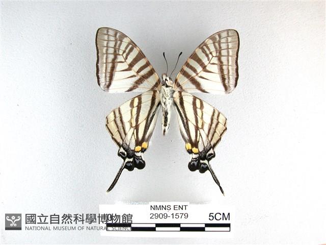 劍鳳蝶藏品圖，第2張