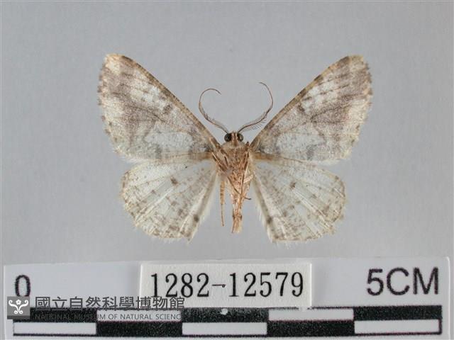 雙峰霜尺蛾藏品圖，第2張