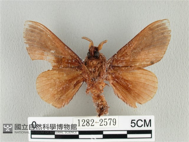 大褐斑枯葉蛾藏品圖，第2張