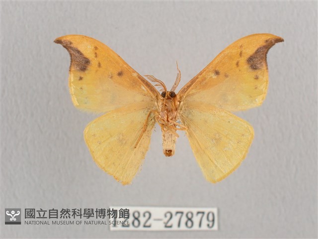 銀斑黃鉤蛾藏品圖，第2張