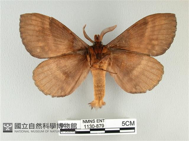 波紋枯葉蛾藏品圖，第2張