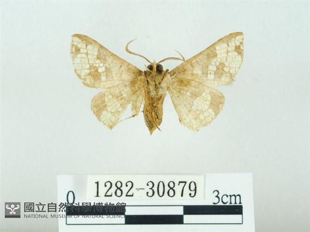 琉球雲紋網蛾藏品圖，第2張