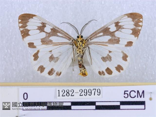 粉蝶燈蛾藏品圖，第2張