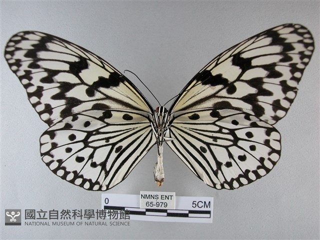 大白斑蝶藏品圖，第2張