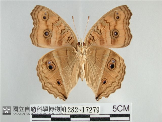 眼蛺蝶、孔雀蛺蝶藏品圖，第2張