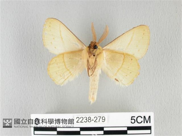 青枯葉蛾藏品圖，第2張