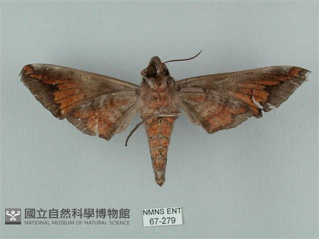 全緣缺角天蛾藏品圖，第2張