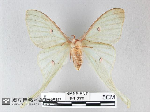 姬長尾水青蛾藏品圖，第2張