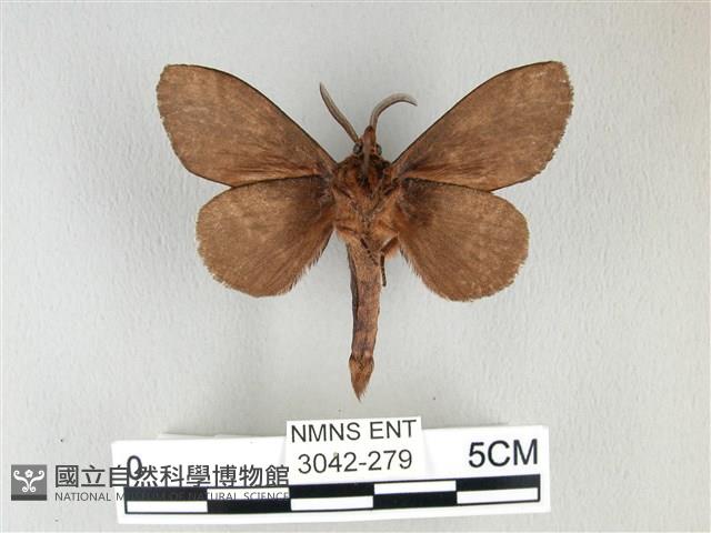 黃斑枯葉蛾藏品圖，第2張