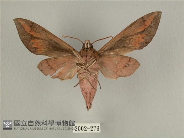 背中白天蛾藏品圖，第2張