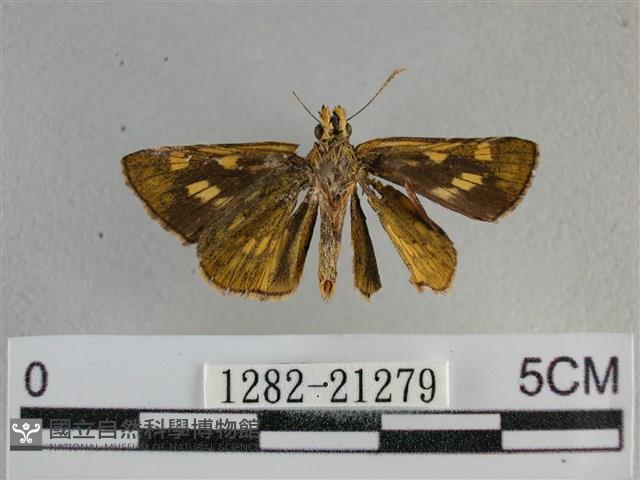 黃星弄蝶藏品圖，第2張