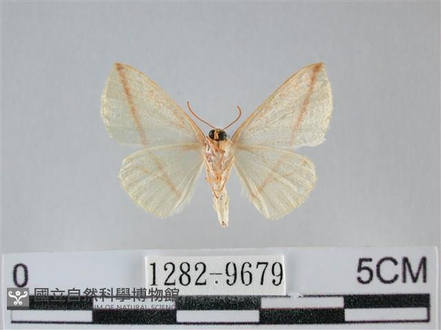 澄線尺蛾藏品圖，第2張