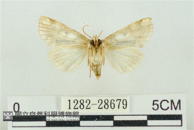 連珠波紋蛾藏品圖，第2張