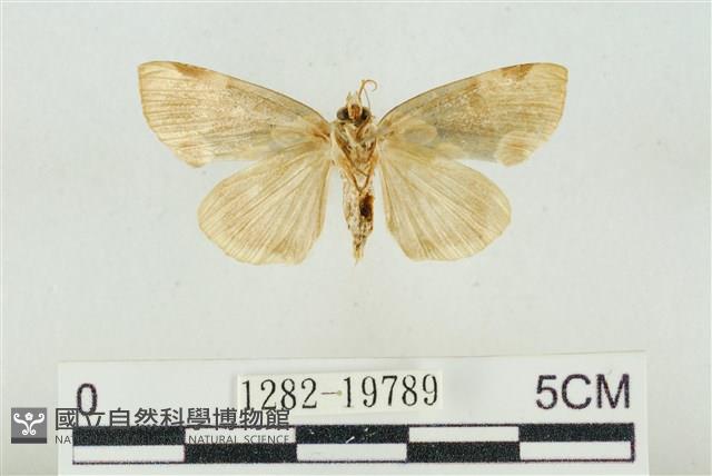 大斑波紋蛾藏品圖，第2張