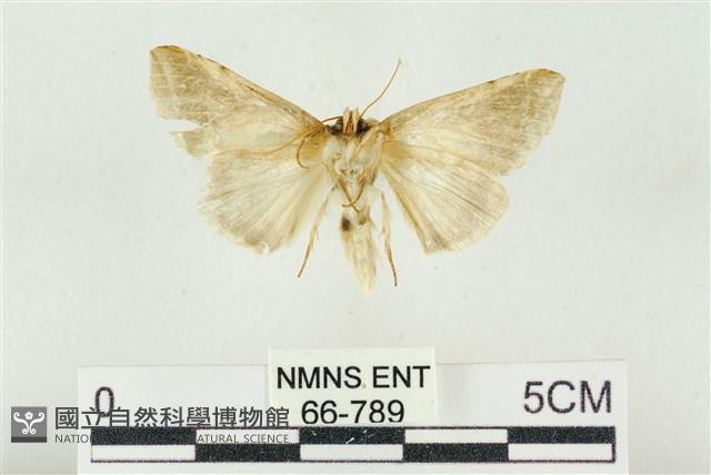 印華波紋蛾藏品圖，第2張