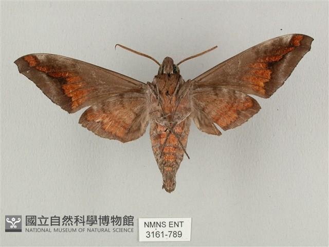 全緣缺角天蛾藏品圖，第2張