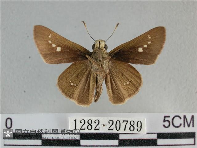 小稻弄蝶藏品圖，第2張