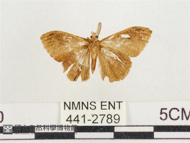 小白紋毒蛾藏品圖，第2張