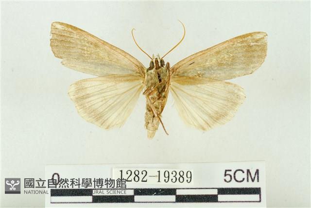 粉太波紋蛾藏品圖，第2張