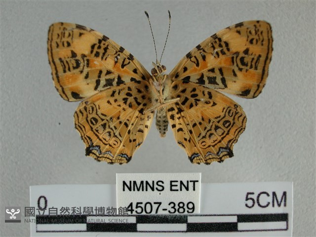 黃豹盛蛺蝶藏品圖，第2張