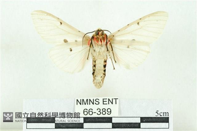 菊池污燈蛾藏品圖，第2張