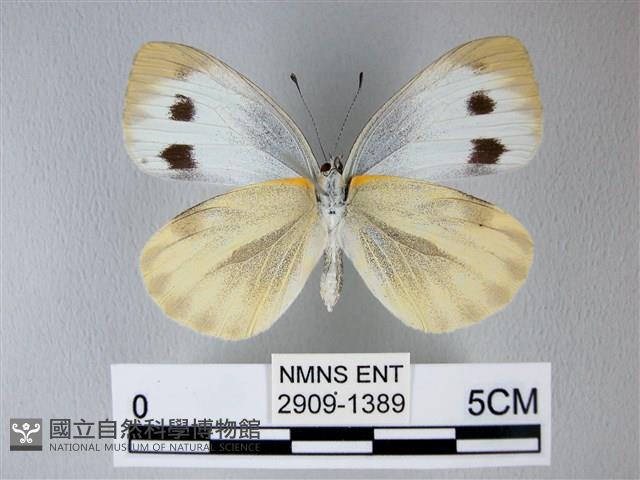 緣點白粉蝶藏品圖，第2張