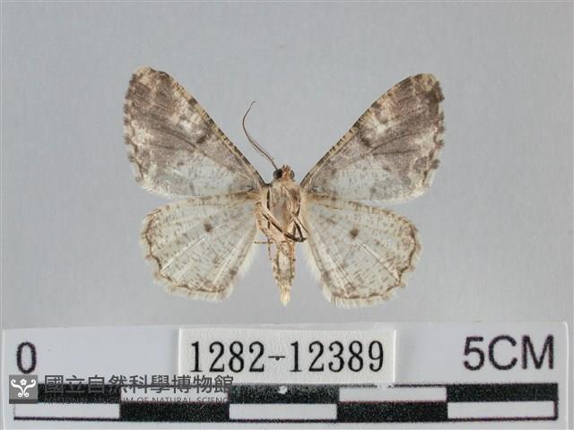雙峰霜尺蛾藏品圖，第2張