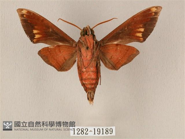 斜帶天蛾藏品圖，第2張