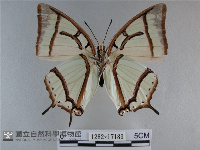 小雙尾蛺蝶藏品圖，第2張