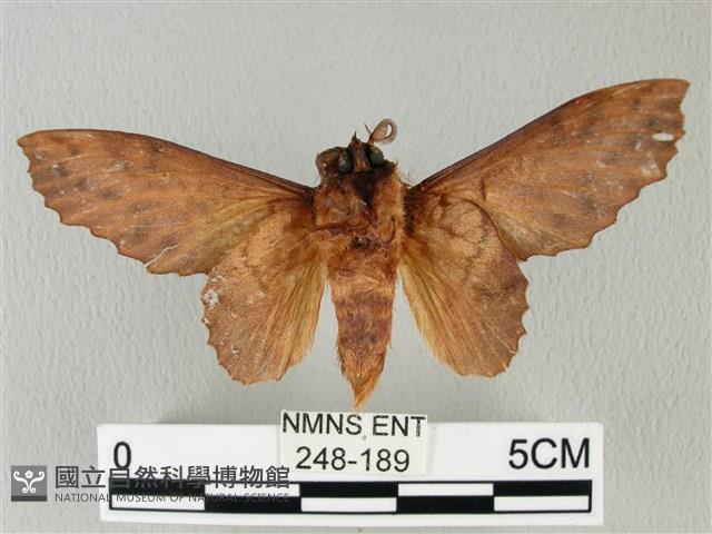 鋸緣枯葉蛾藏品圖，第2張