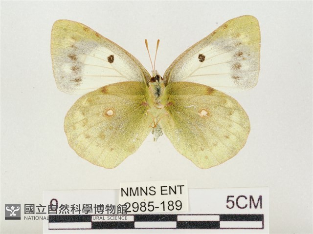 紋黃粉蝶藏品圖，第2張