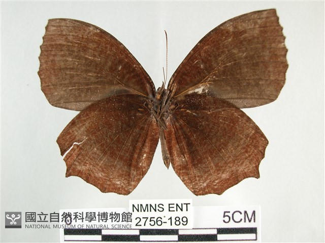 藍紋鋸眼蝶藏品圖，第2張