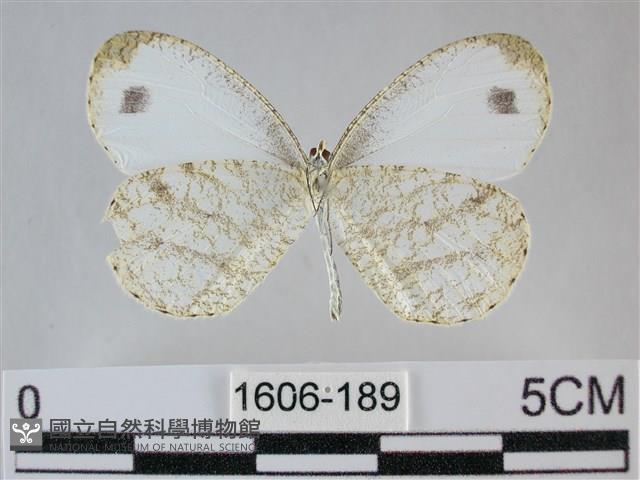 纖粉蝶、黑點粉蝶藏品圖，第2張