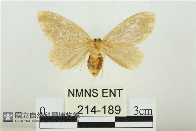 黑翅黃毒蛾藏品圖，第2張