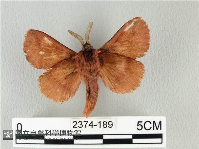 褐斜帶枯葉蛾藏品圖，第2張