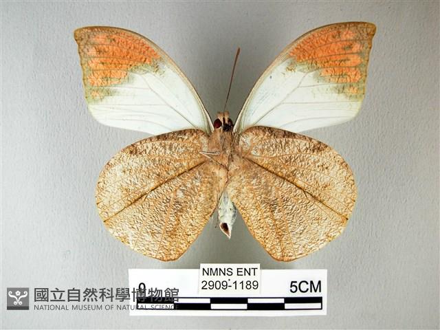 橙端粉蝶、端紅蝶藏品圖，第2張