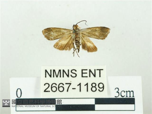 叉紋閃舞蛾藏品圖，第2張