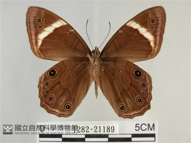 臺灣黛眼蝶藏品圖，第2張