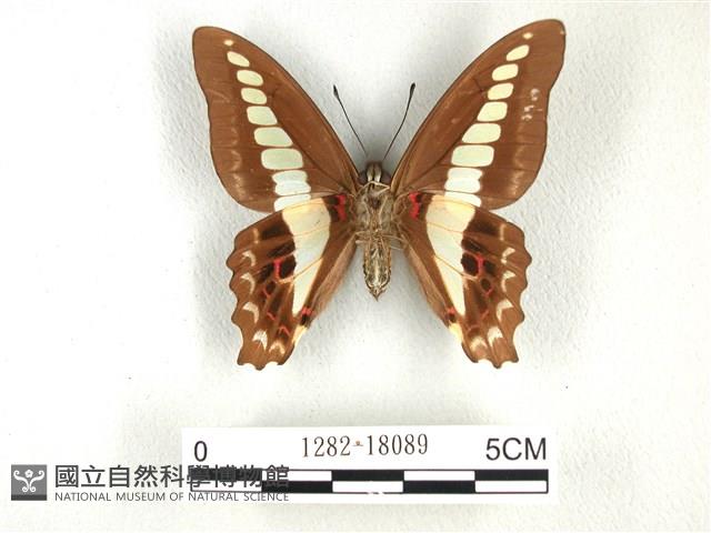 青帶鳳蝶藏品圖，第2張