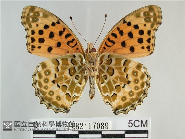 斐豹蛺蝶藏品圖，第2張