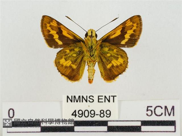 蓬萊黃斑弄蝶藏品圖，第2張