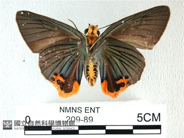 綠弄蝶藏品圖，第2張