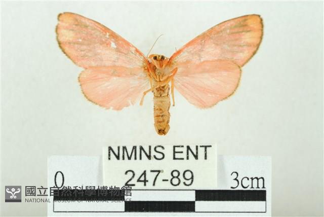 三色豔苔蛾藏品圖，第2張