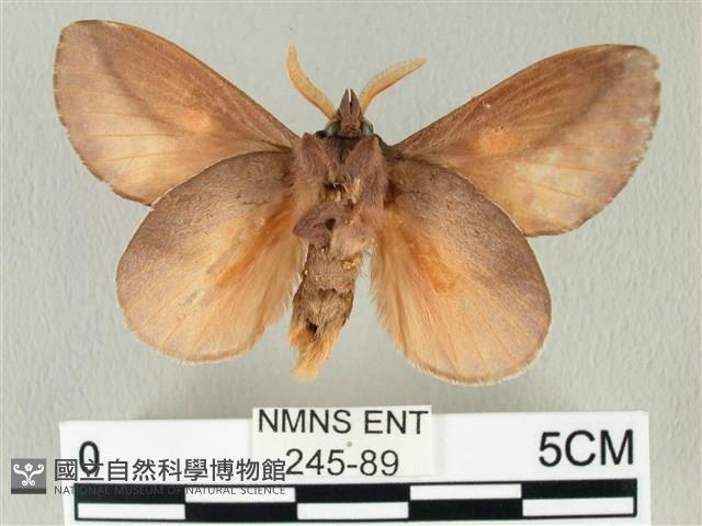 竹黃斜帶枯葉蛾藏品圖，第2張