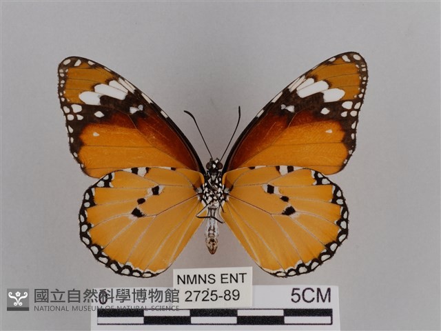 樺斑蝶藏品圖，第2張