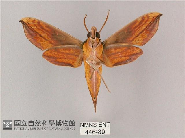 斜綠天蛾藏品圖，第2張