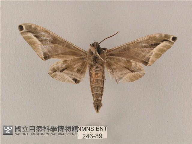 白點天蛾 藏品圖，第2張