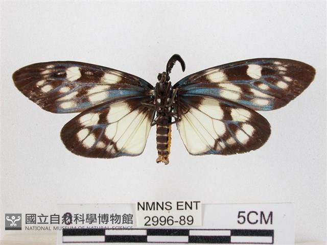 蓬萊茶斑蛾藏品圖，第2張